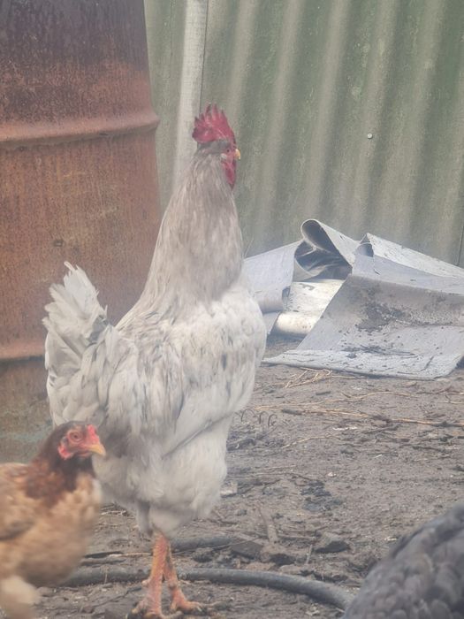 Кораз ( петухи молодые )