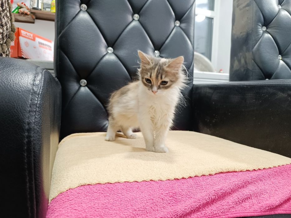 Котята для души))