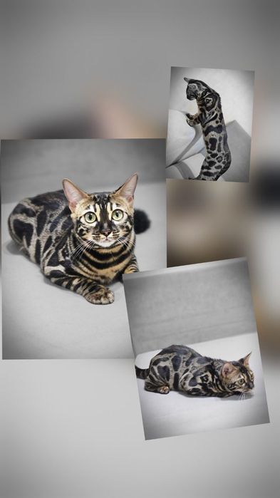 Бенгальская кошечка