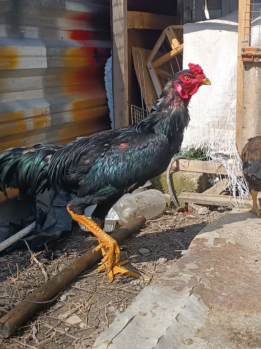 Продаю петух и курица