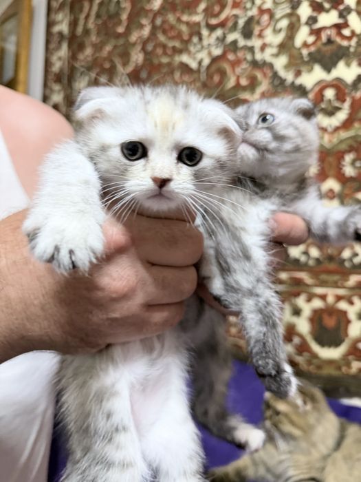 Котята скоттиш  фолд