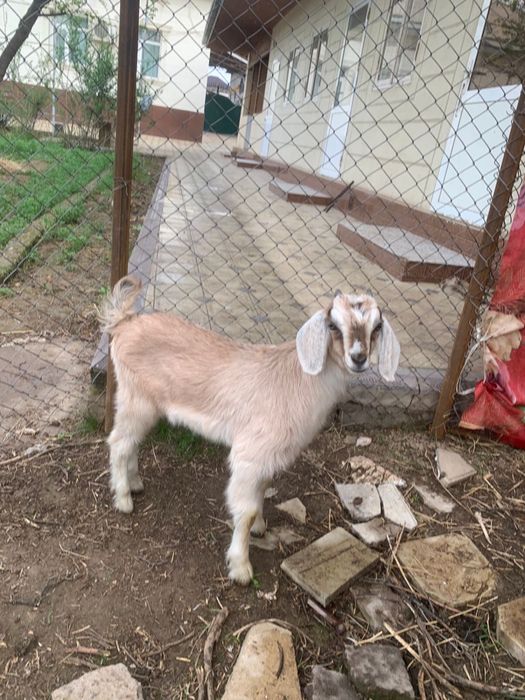 Ургашы лақ бағасы 50мың сарыагаш та