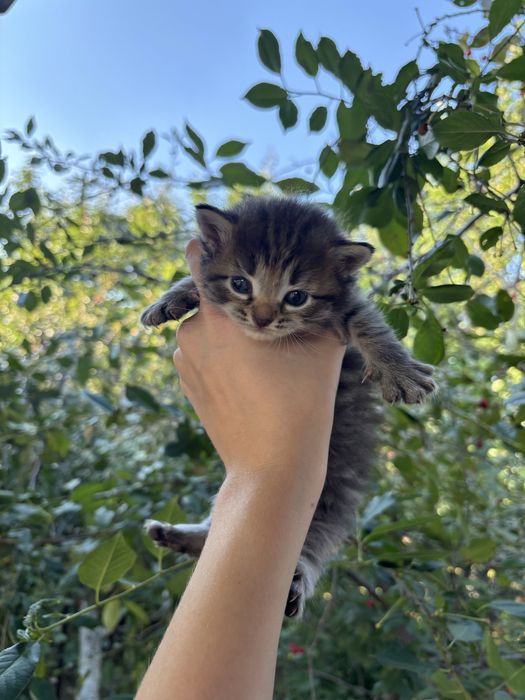Отдам котят в добрые руки