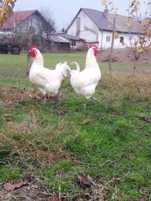 Vand oua de gaini rasa La bresse 8 lei