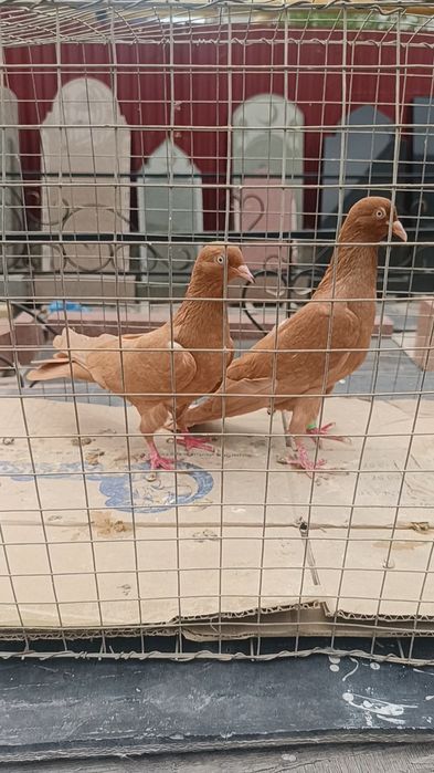 Голуби голоногие