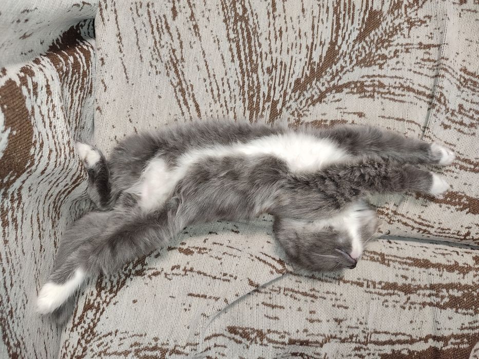 Отдам в добрые руки кошечку