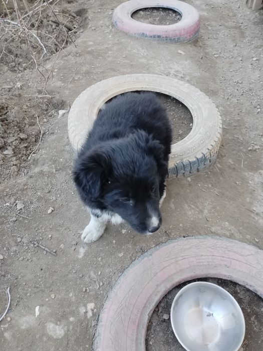 Щенята отдам бесплатно