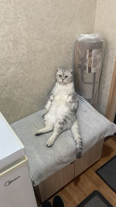 Отдам кота в хорошие руки в связи с перездом
