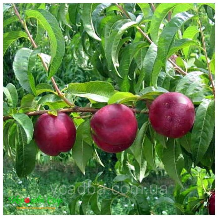 Мевали дарахтлар кучатлари