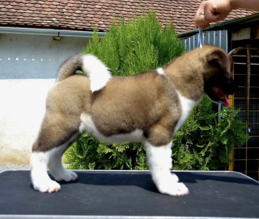 Akita American Femela