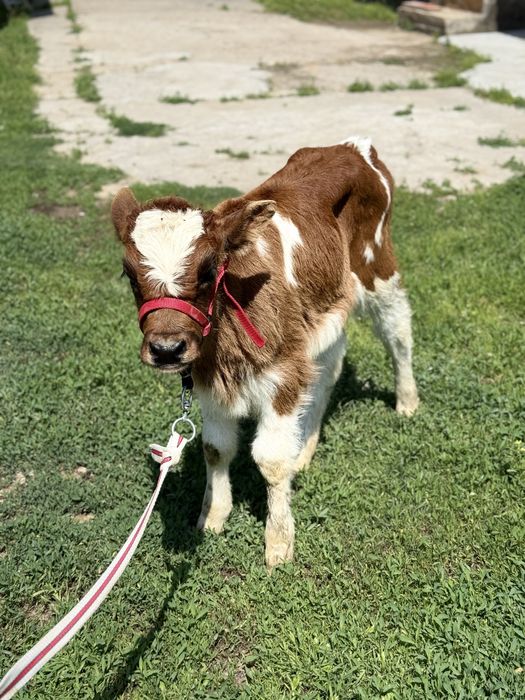 Сүтті бұзаулы сиыр