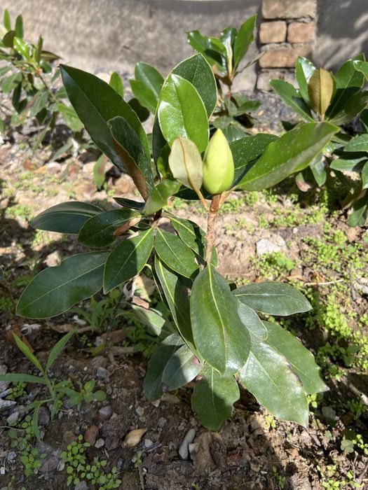 Magnoliya magnolia little gem grandflora