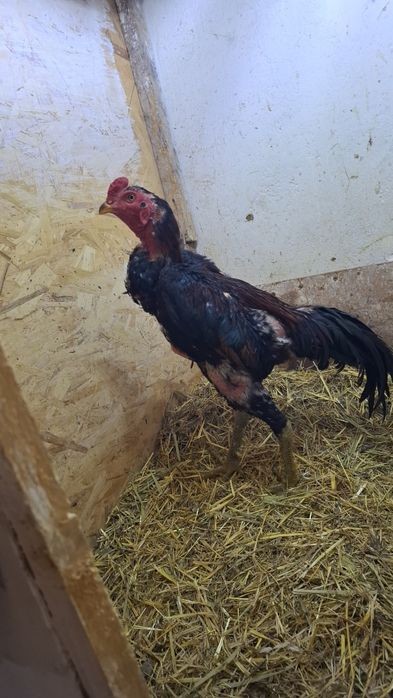 Продам чужиков разных