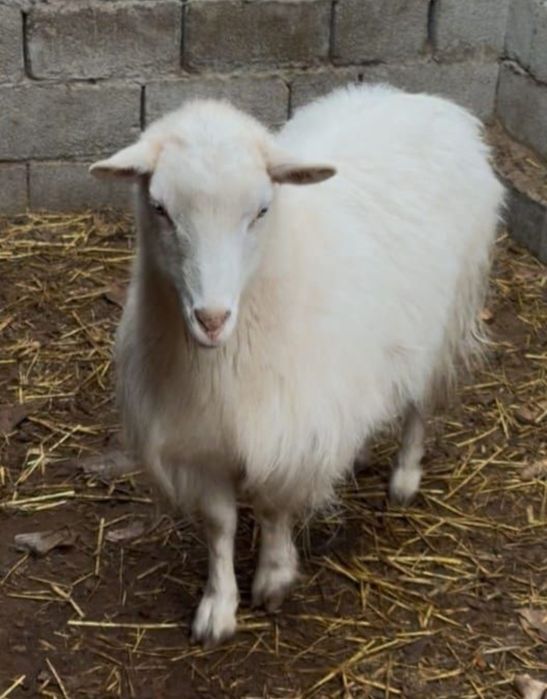 Семіз қой тоқты қошқар ешкі теке