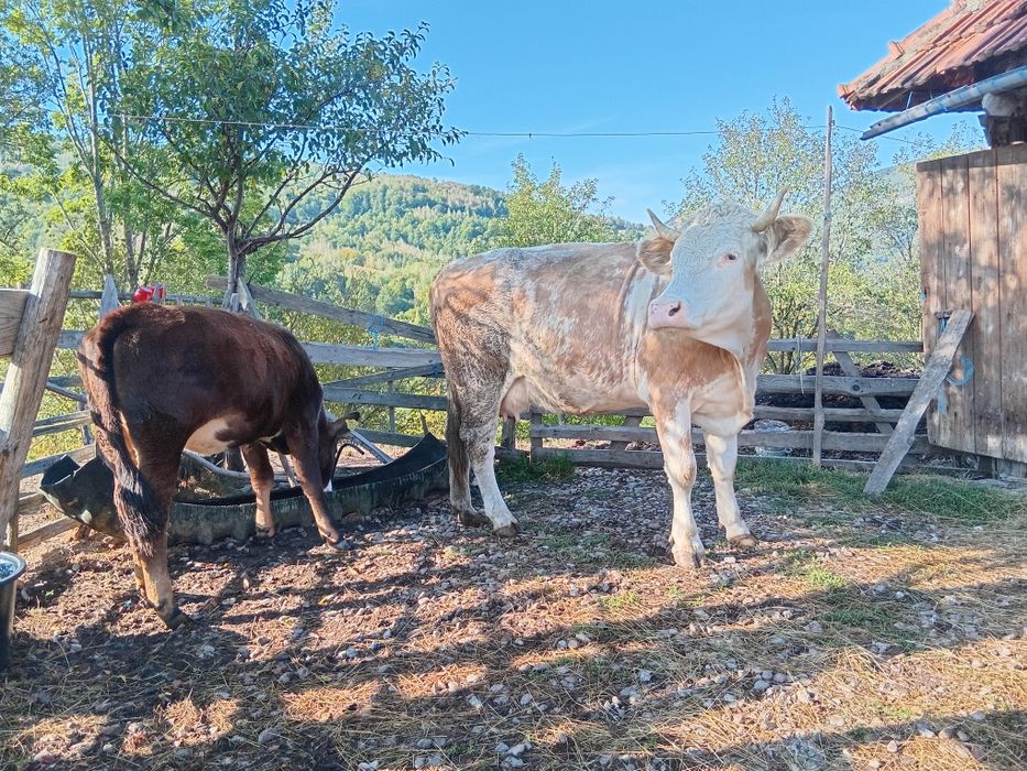 De vânzare o juninca si o vitea