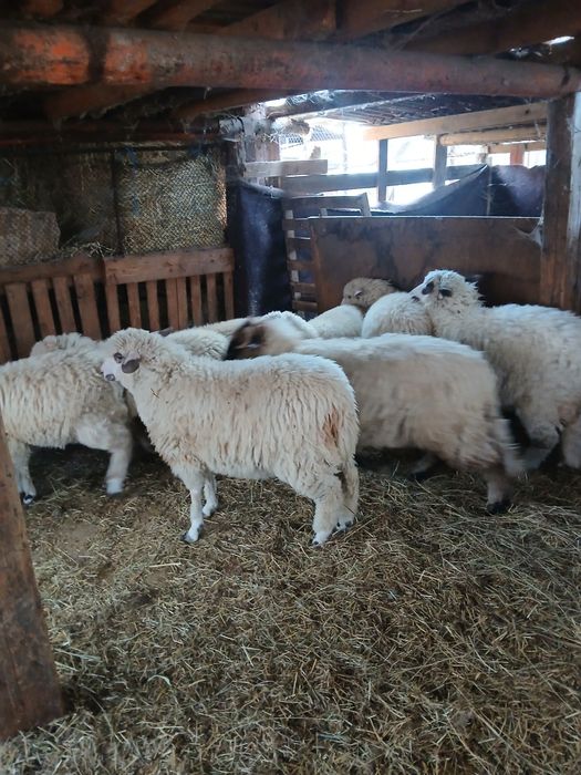 Vând 6 milute si 5 miei îl de fros cu țurcana