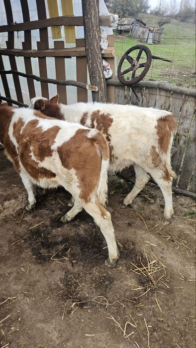 Vând două vițele bălțate