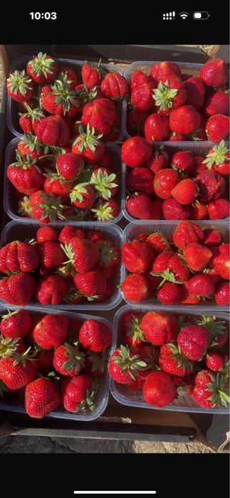 Рассада клубники