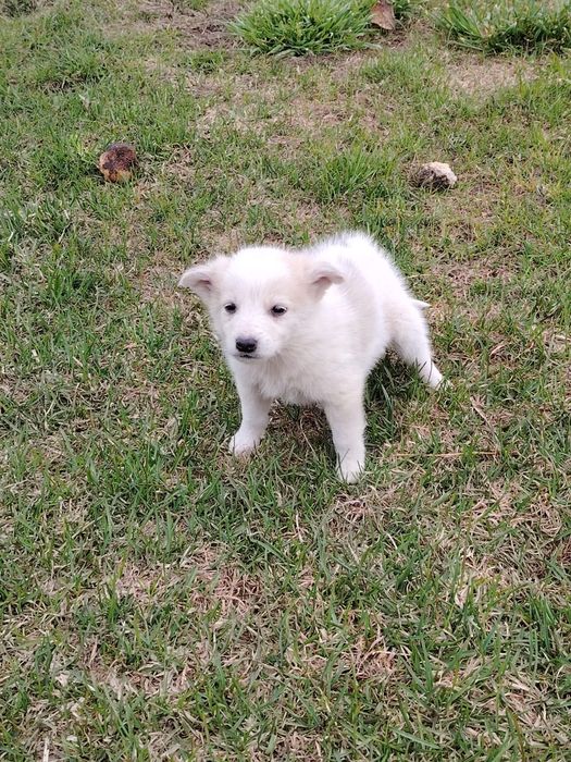 Отдам щенков,в,добрые руки