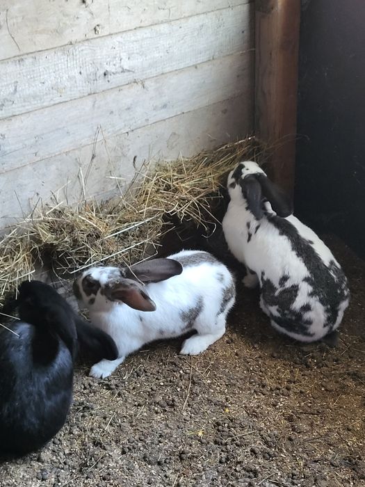 Iepuri fluture german