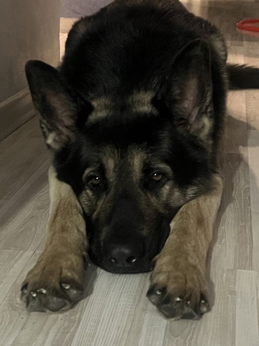 Овчарка ВЕО ищет подругу для вязки )