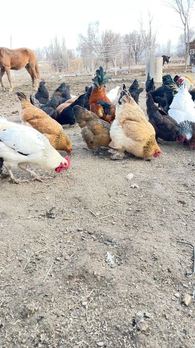 Үй тауықтары сатылады