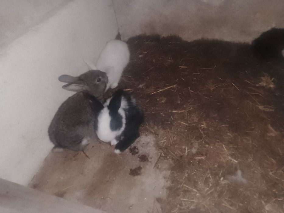 Vând iepurii,12 iepurașii