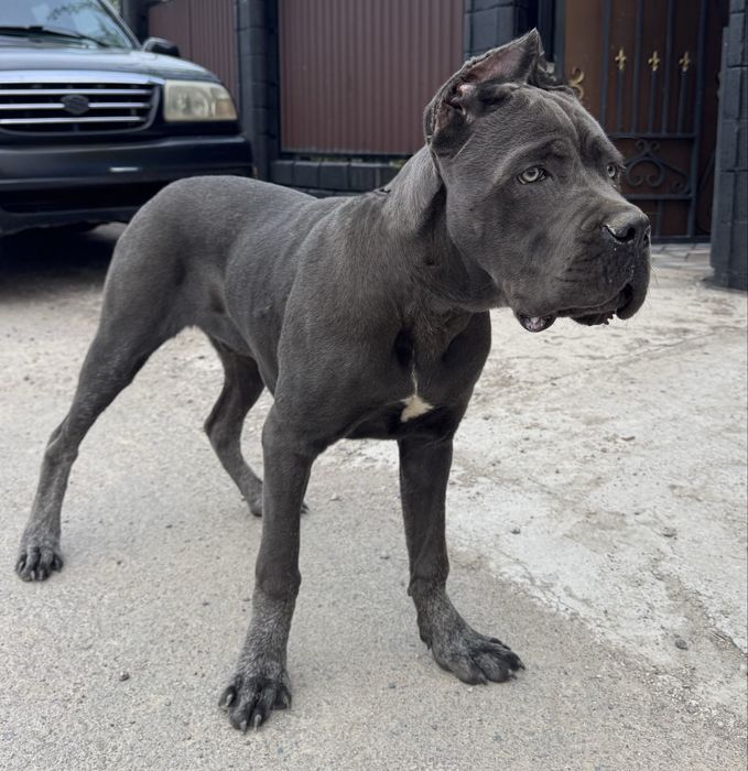 Кане Корсо ( Cane Corso)