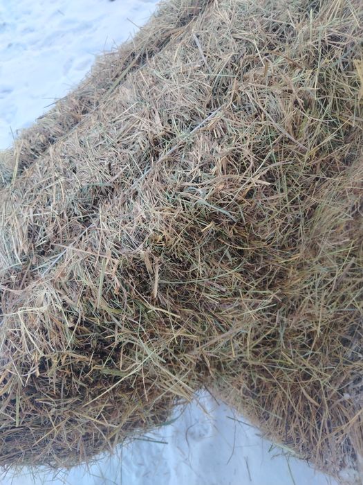 Продам сено 1000