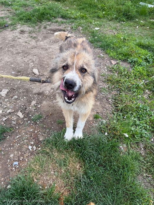 Donez Ciobănesc Carpatin