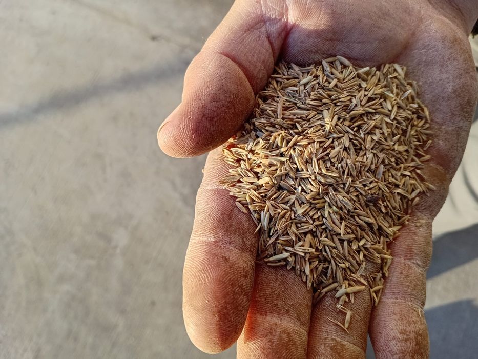 Samanta Iarba coasa ,pasune ,islaz