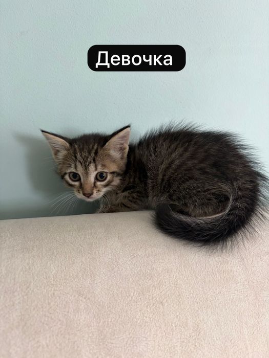Отдам котят в хорошие руки!