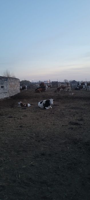 Продам КХ рассмотрю все предоожения