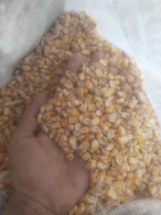 Макка дони сотилади 6000 Минг сум дан  тоннада