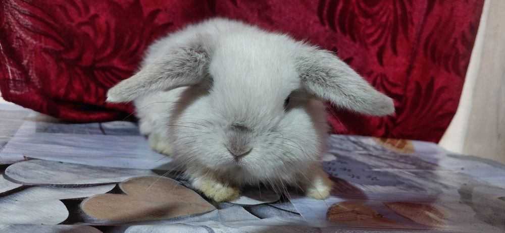 Vand pui berbec pitic holland lop