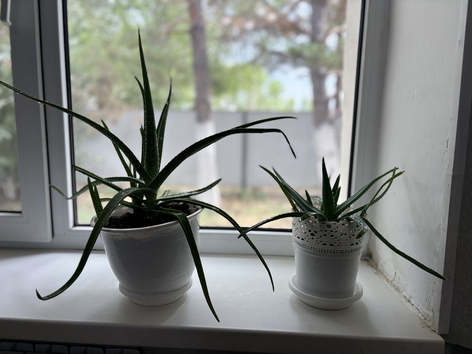 Комнатные цветы по 3000 тенге