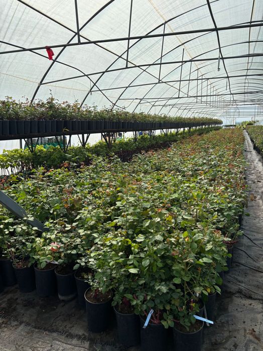 Trandafiri la ghiveci angro