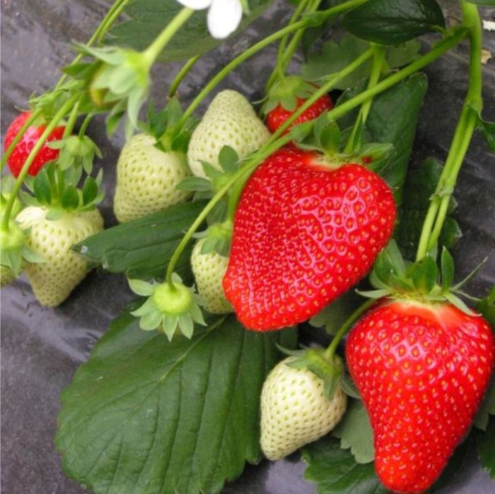 Vand stoloni de capsuni soi remontant