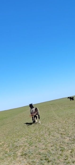 Продам Жеребца 6 летний