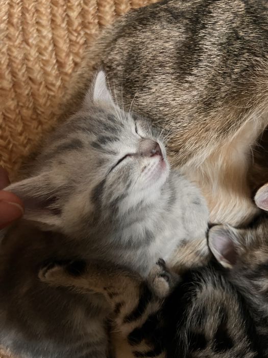 котята. британцы