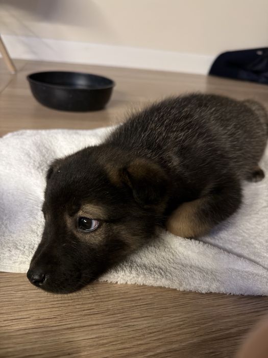 щеночек 6-8 недель от силы