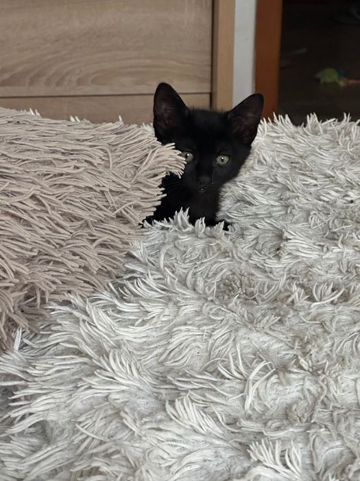 Подарявам малко коте