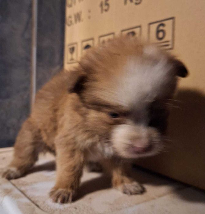 Отдам щенков бесплатно