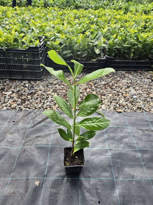 Laur Englezesc NOVITA - 40-50cm