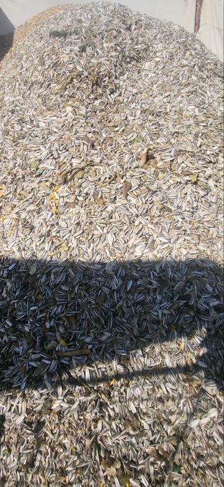 Месный сорт, семечка бар, адрес ТОРТКОЛ де..!