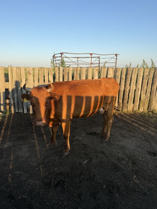 Продам дойную корову