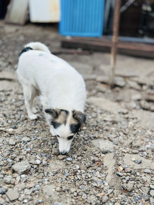 Маленькая добрая собачка ищет семью