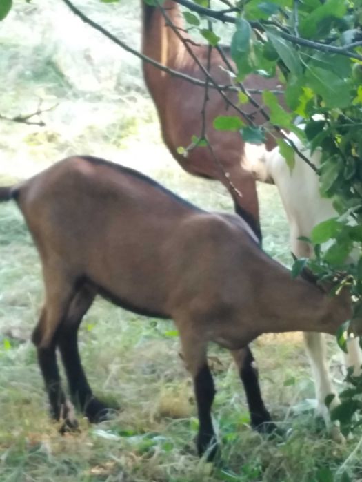 Capră alpin franceză cu ieduta