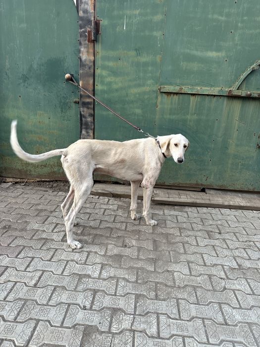 Продам тазы гладкошерстый (жарғақ)