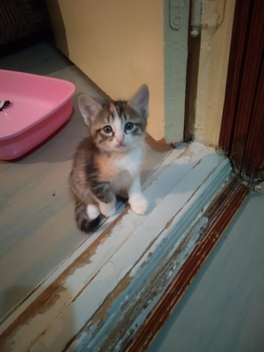 Котята объявления